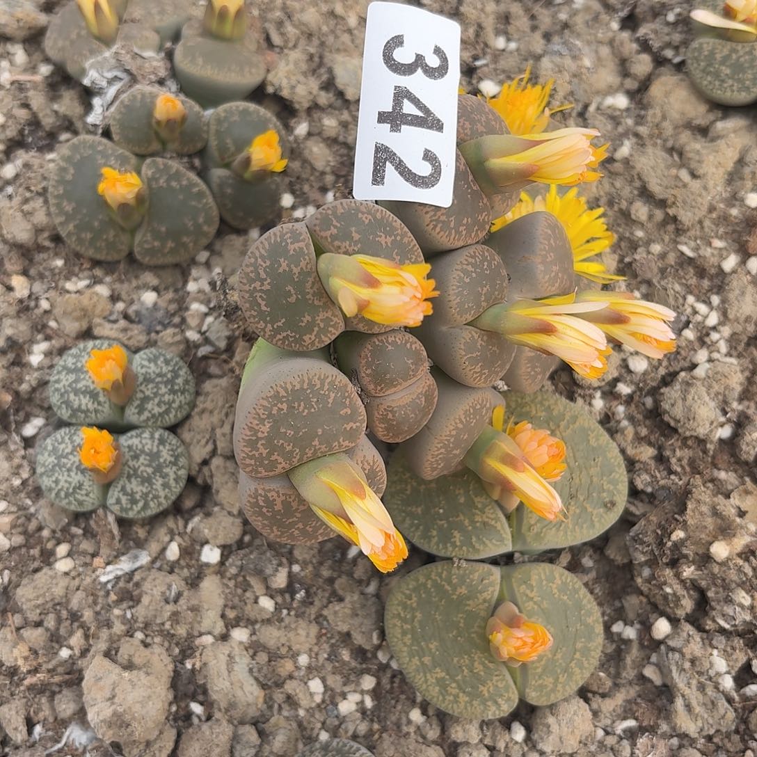 Z***W生石花一物一拍342