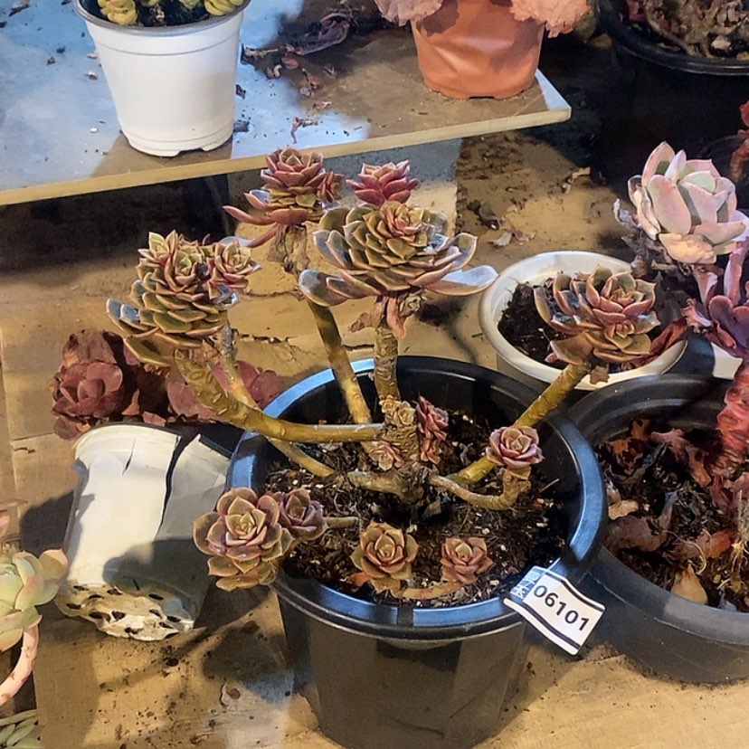 【闪购商品】大红袍06101