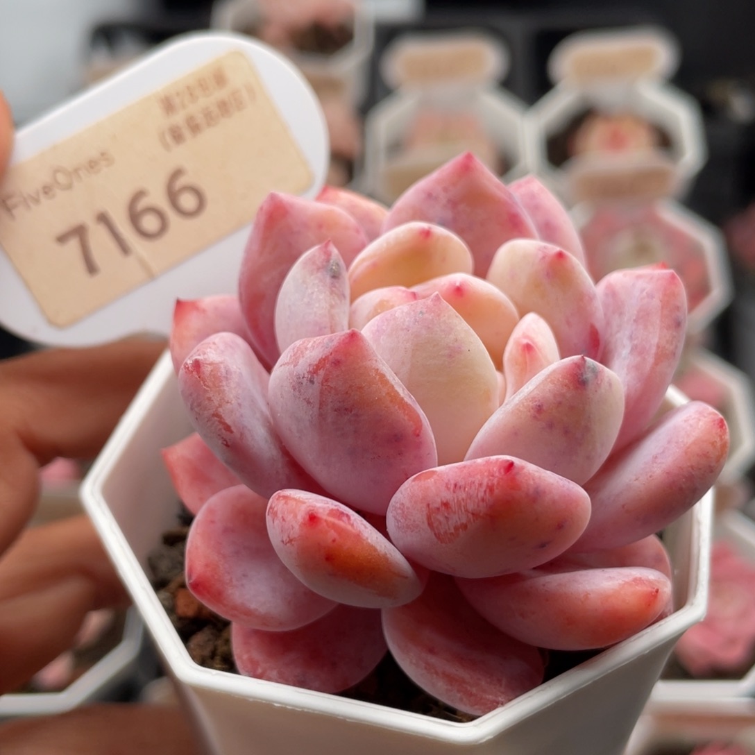 橙梦露7166-6.0厘米