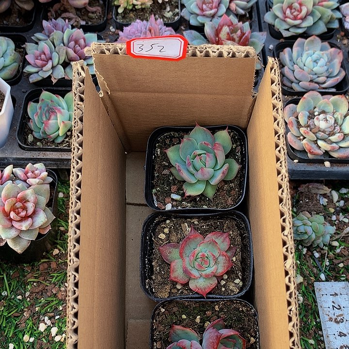 A352惊鸿仙子多肉