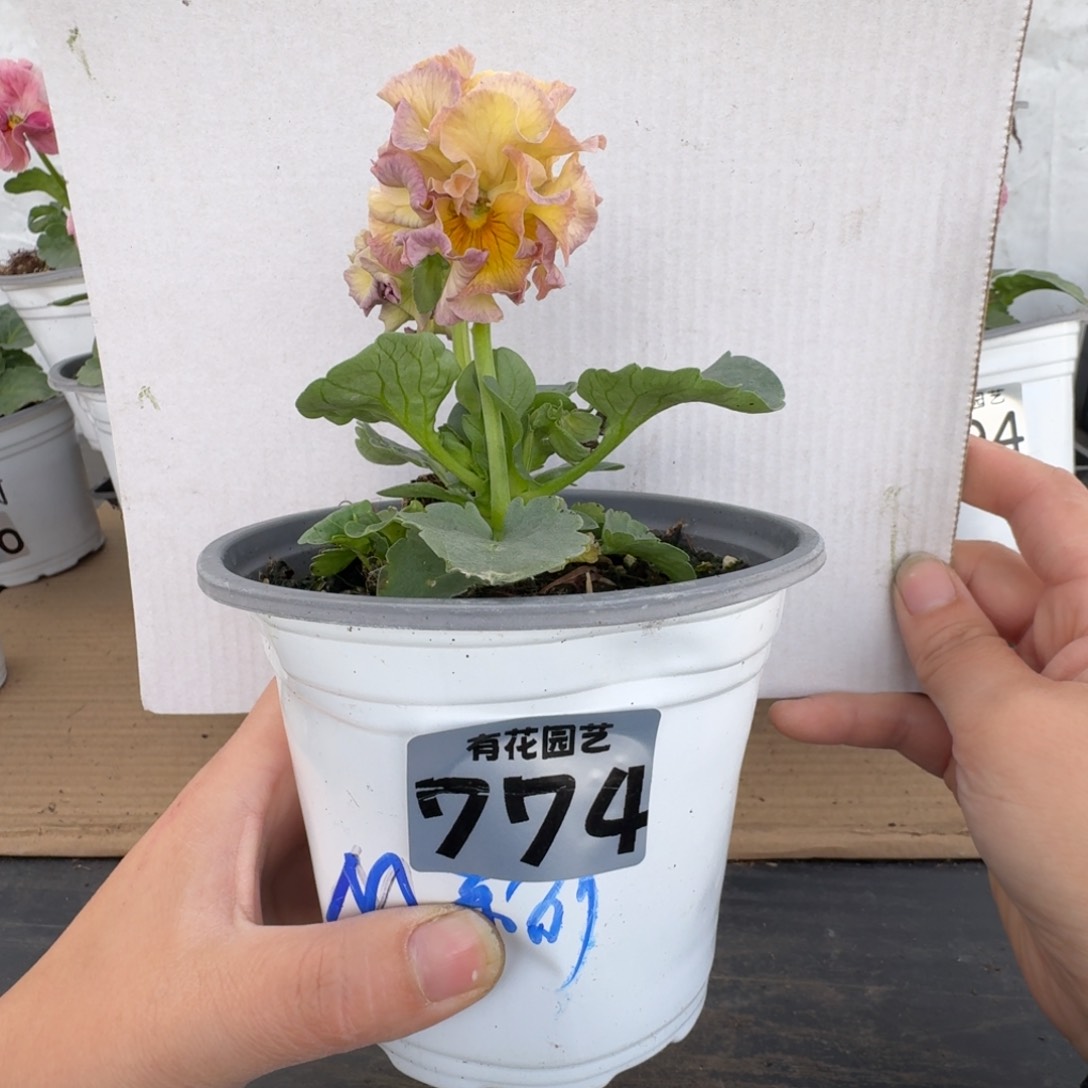 全部花朵774号角堇