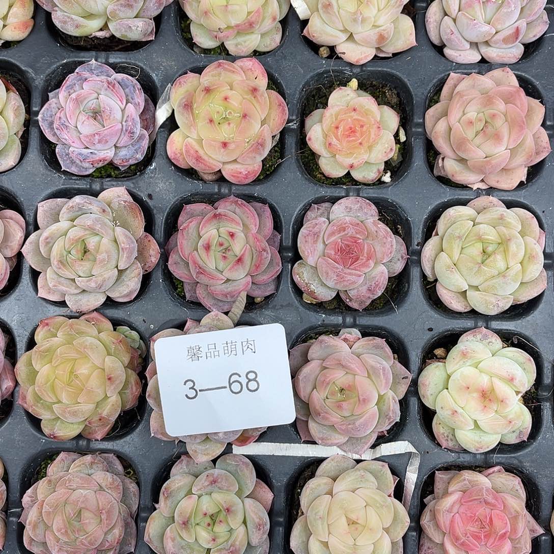 跳***糖多肉植物一物一拍3-68