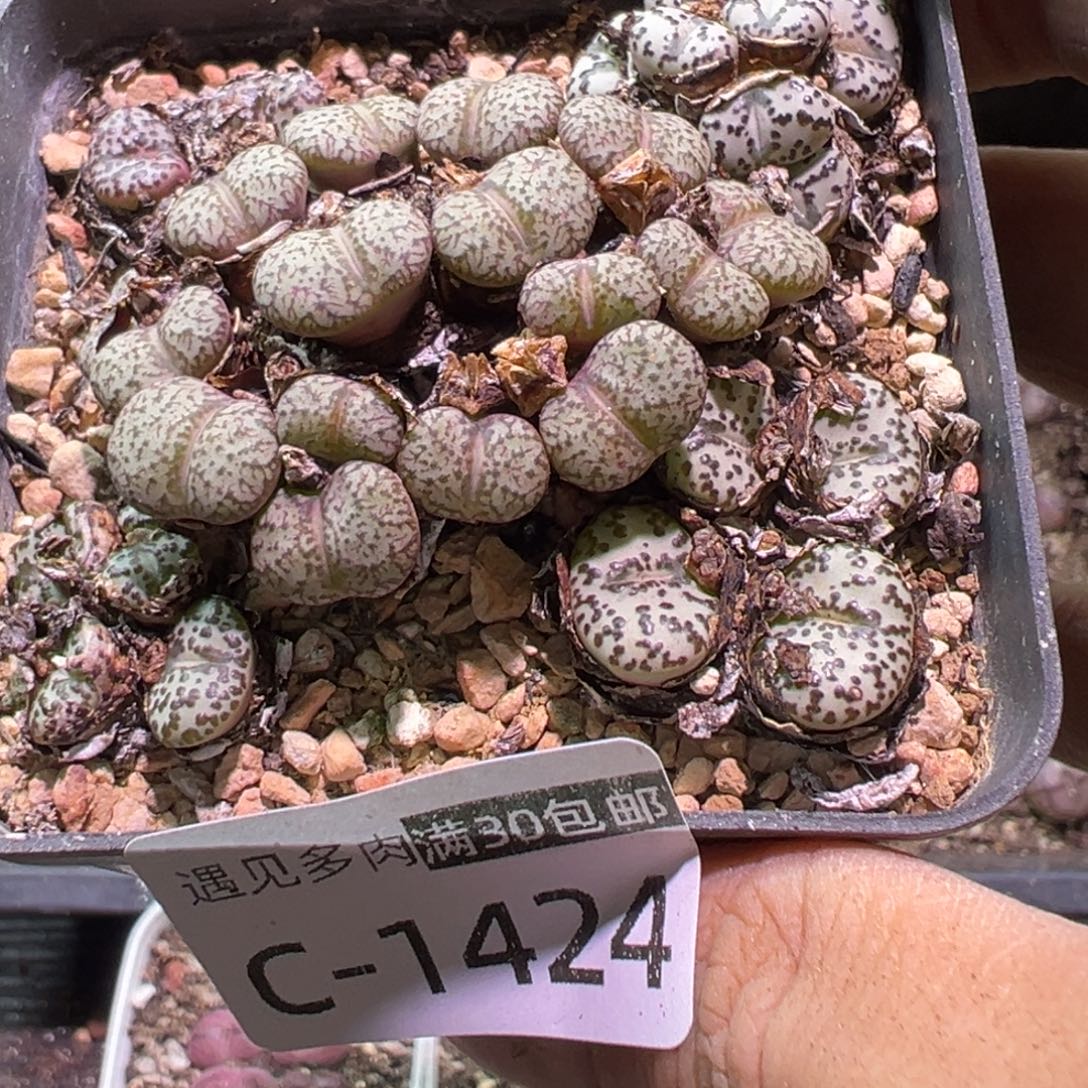 多肉植物111111111111