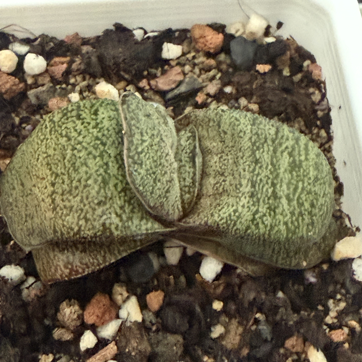 蜗牛蜗牛蜗牛十二卷
