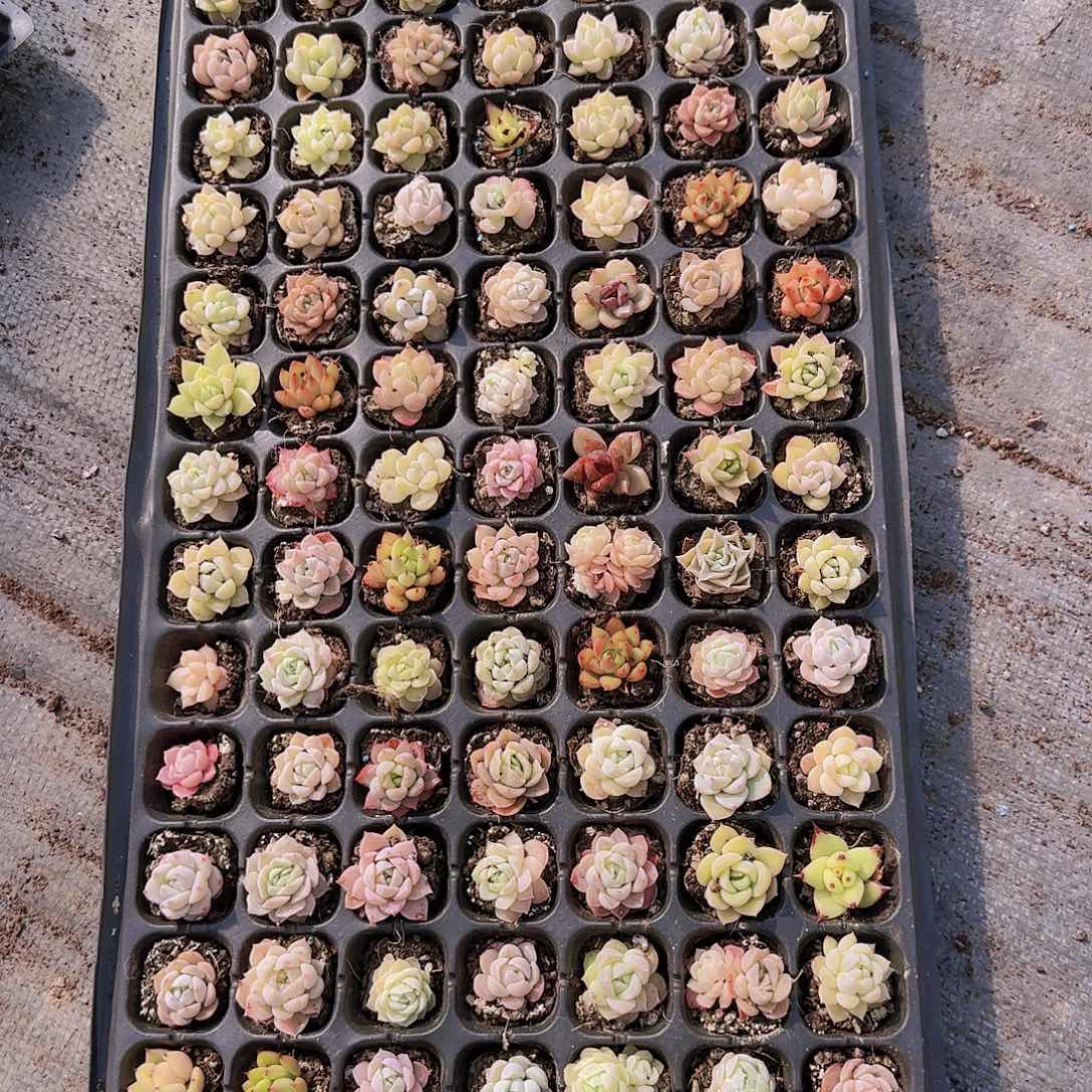 直播一物一拍多肉52