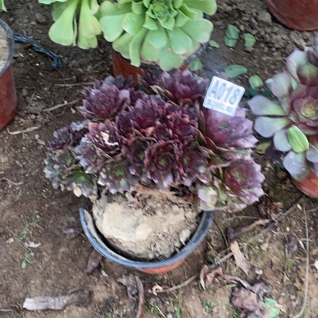 冷***知018 多肉植物不包断枝