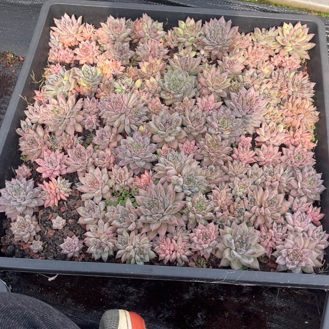安***身小姐姐的多肉植物群生