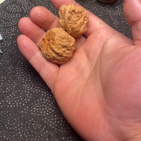 文玩核桃把件蛤蟆5.5