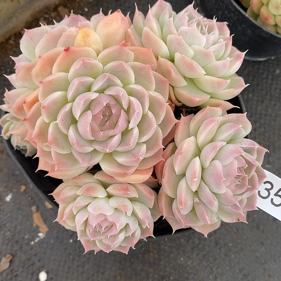 3533杂交老桩基地～11厘米