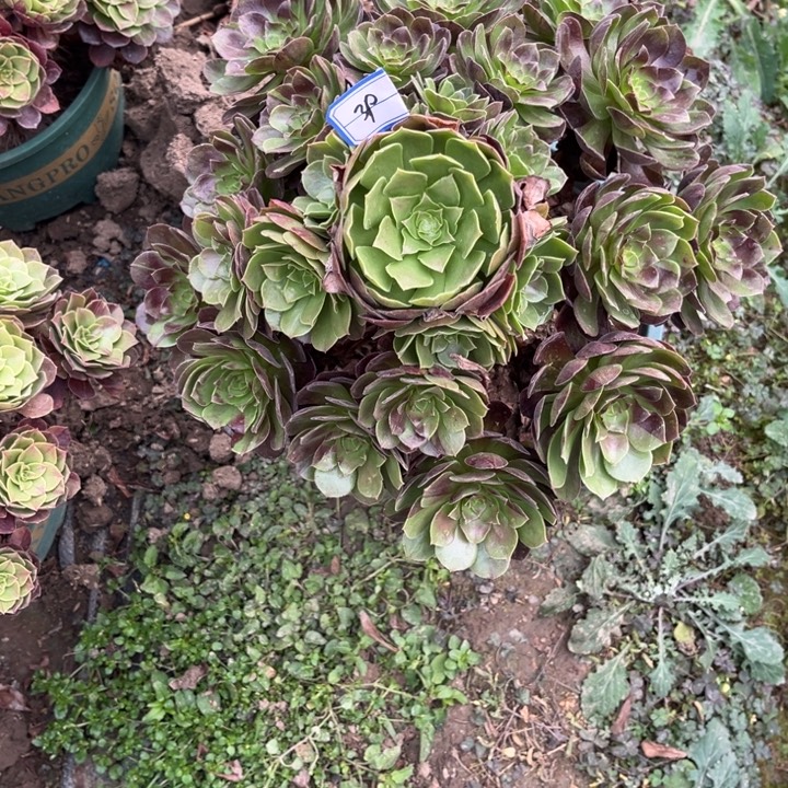 39黑骑士多肉葡萄法师