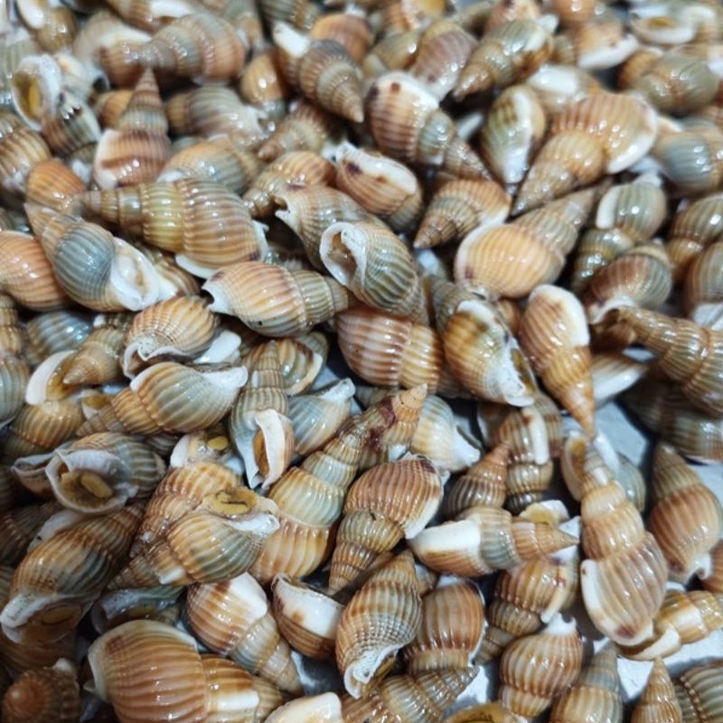 中小号东港海螺蛳（保活）