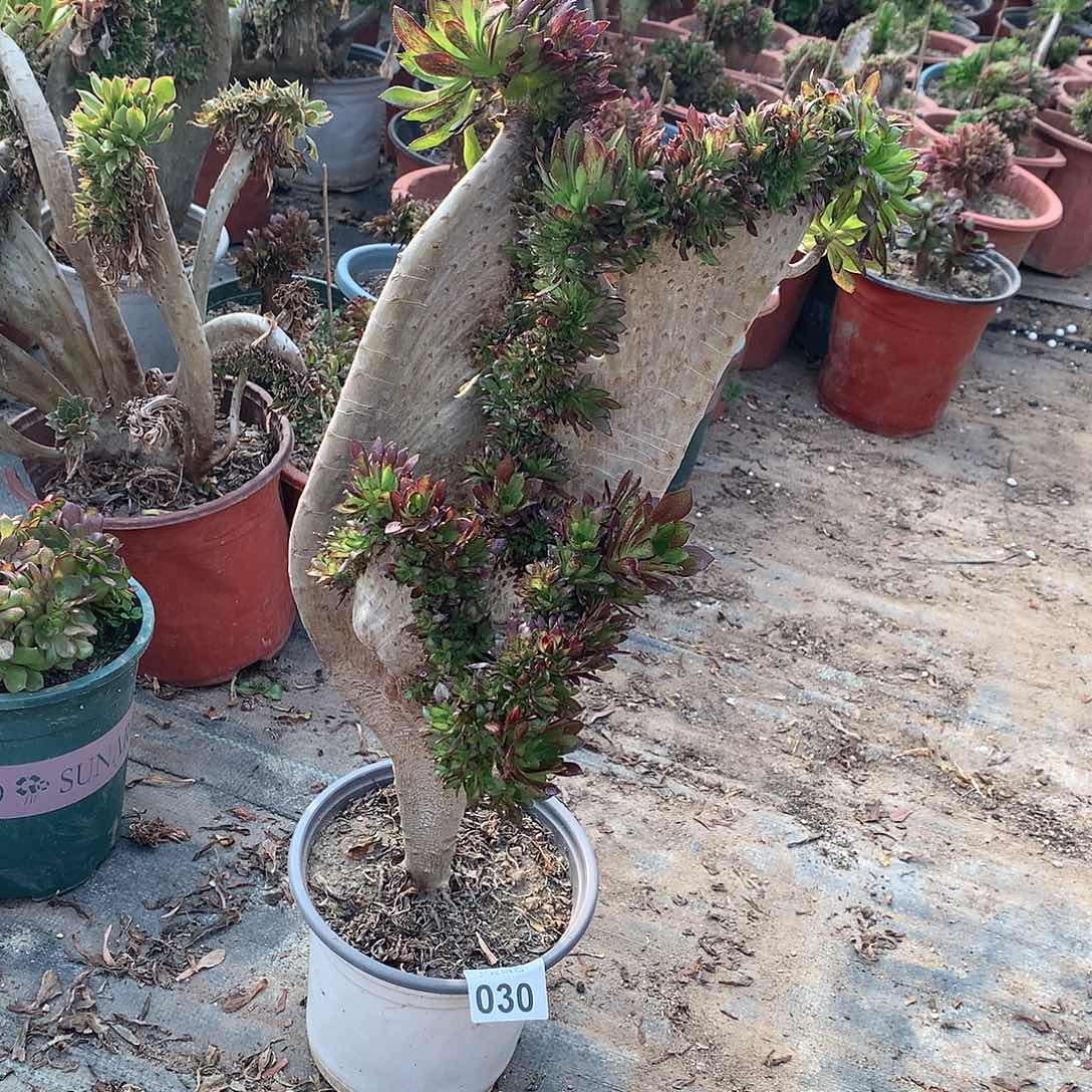 030黑法师缀化的
