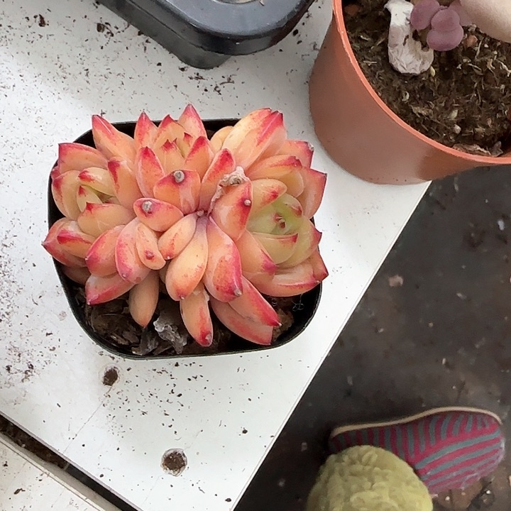 青蛙王子儿童？111