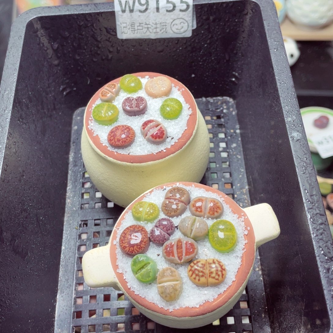 w9155锅锅系列一份两盆量拍