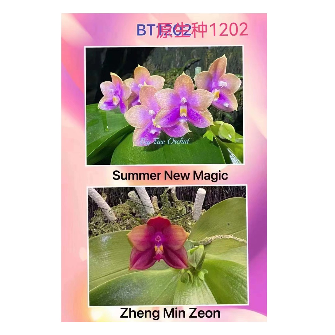 2.5寸 1202夏日新魔法交郑敏吉翁-开花株 叶瑕  原生趣味兰