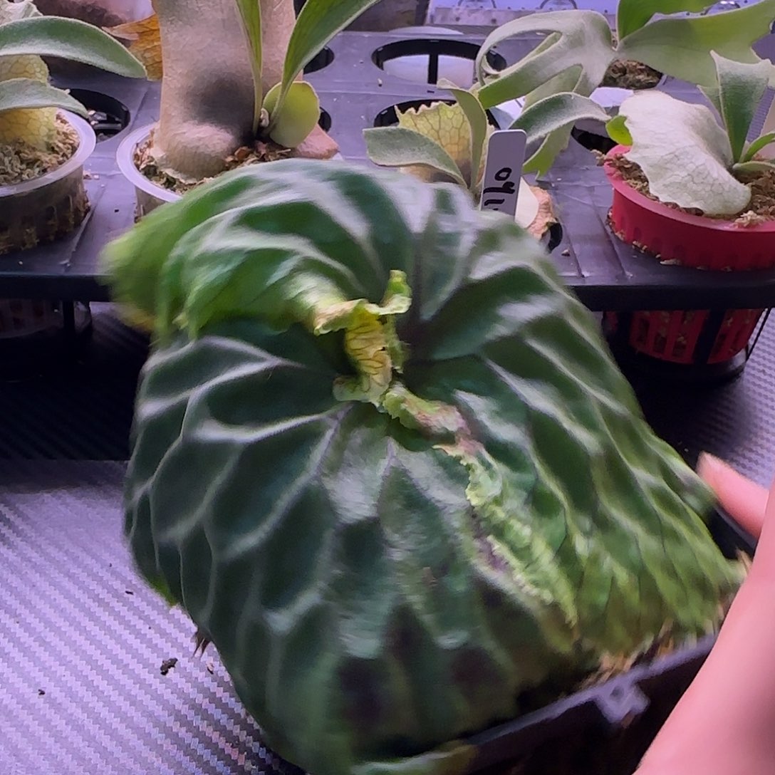 非猴鹿角蕨孢子苗喔