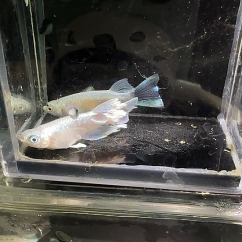 青鳉鱼一物一拍238