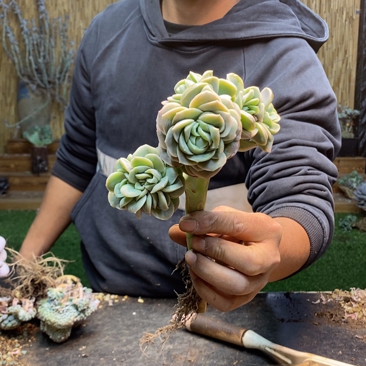 穷***面473号可爱玫瑰多肉植物