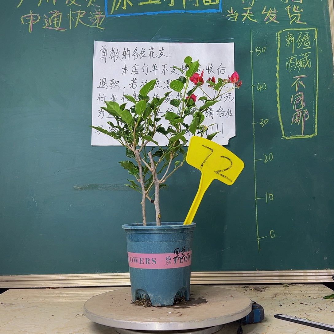 当前无花栽培后可以开花黑美人 双杆 72