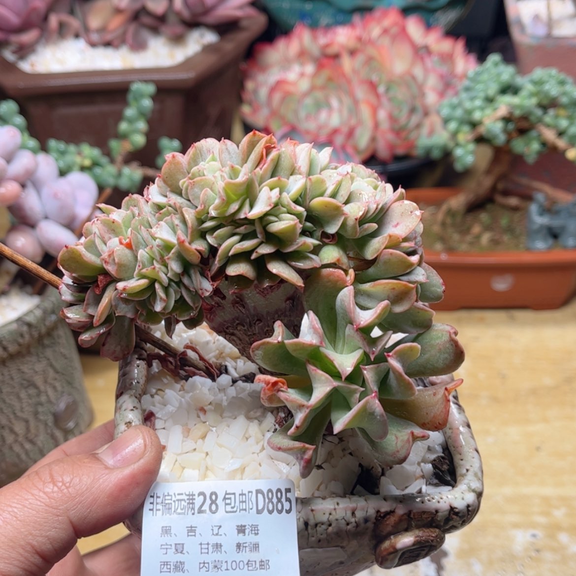 【闪购商品】885黑鹰缀