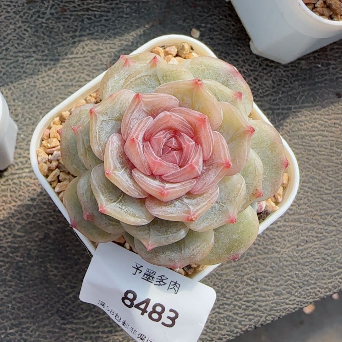 粉恋，8483多肉植物