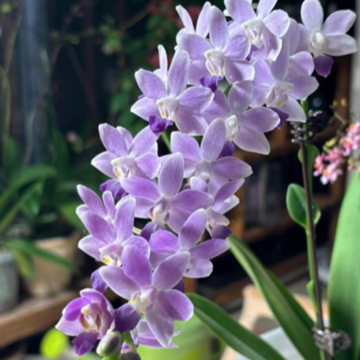 2.5寸  蓝星（苗）