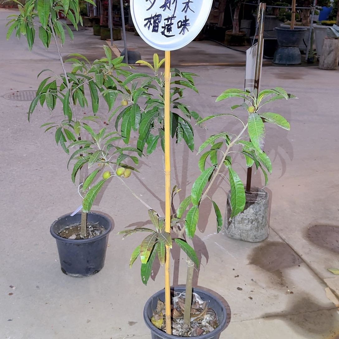 用****子果树11111111111