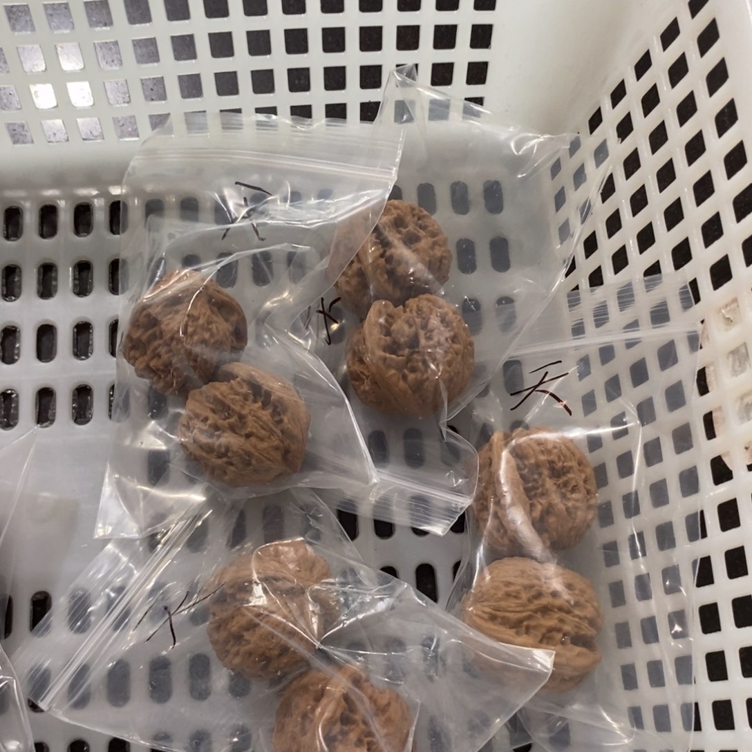 L***L文玩核桃吊坠天眼