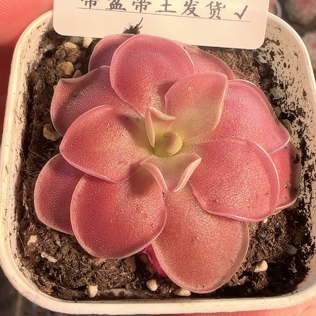 多肉1130-90赛题捕虫堇