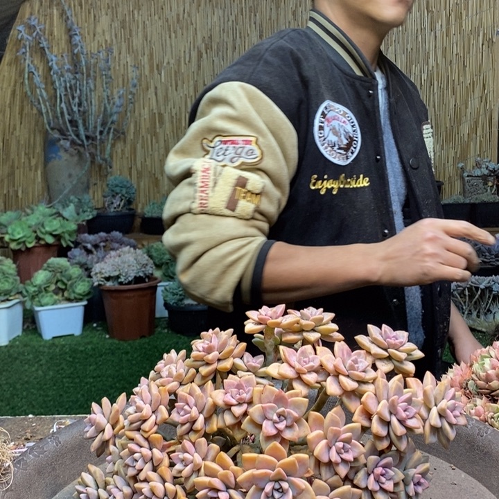 兰***心463 号淡雪多肉植物