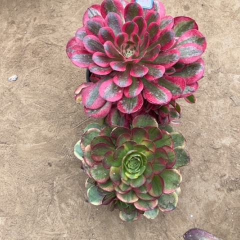 049多肉植物组合