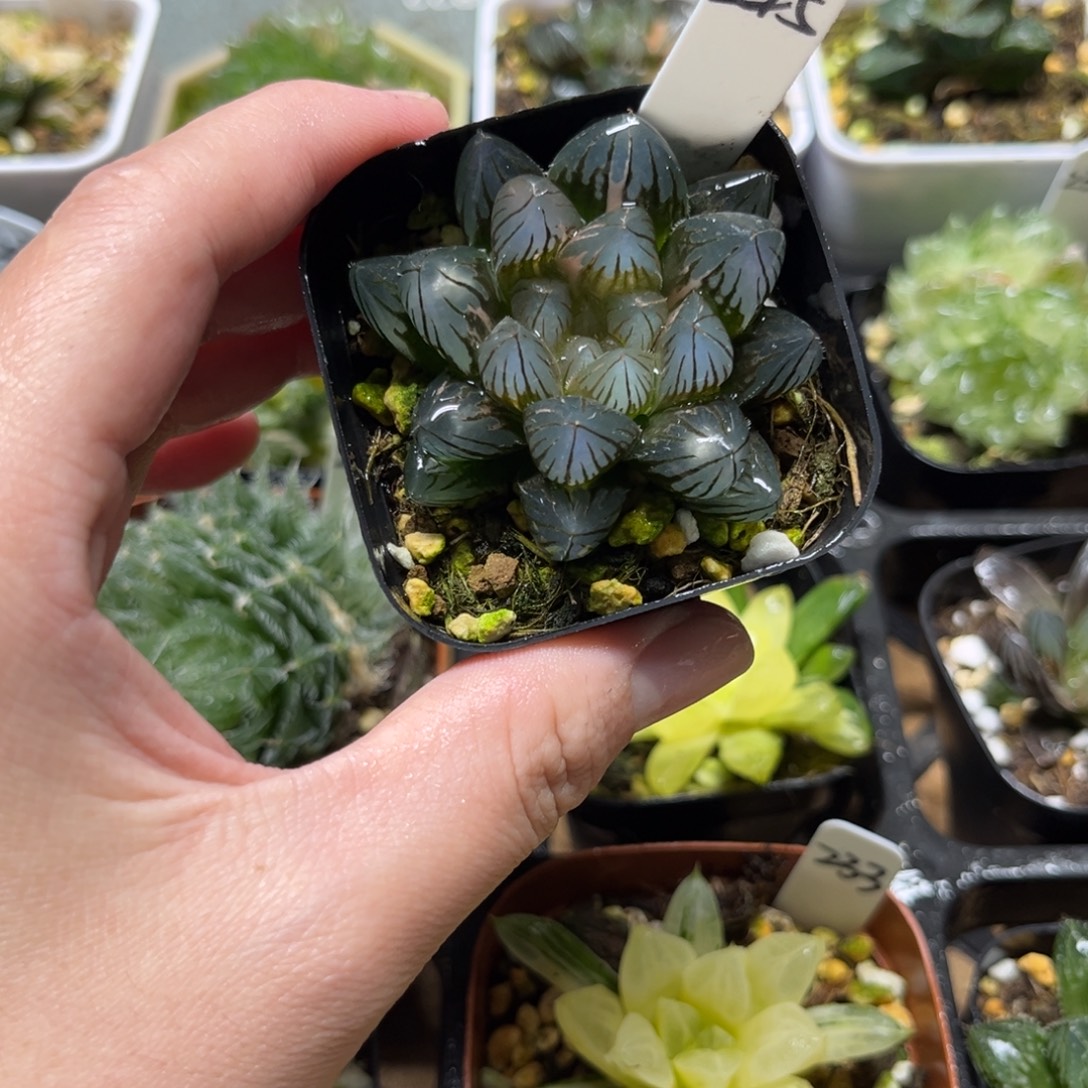 245龙爪玉露锦一物一拍