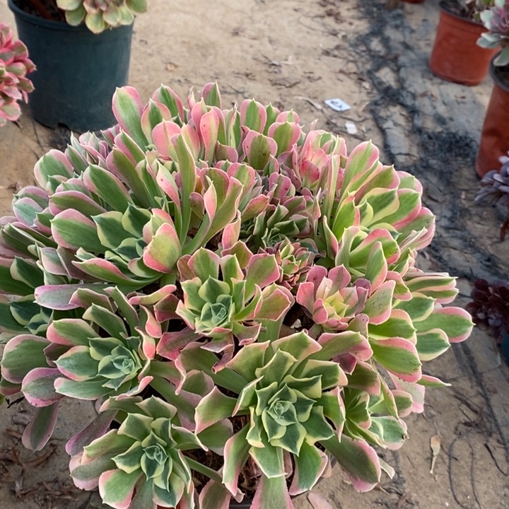 白凤多肉植物8。  