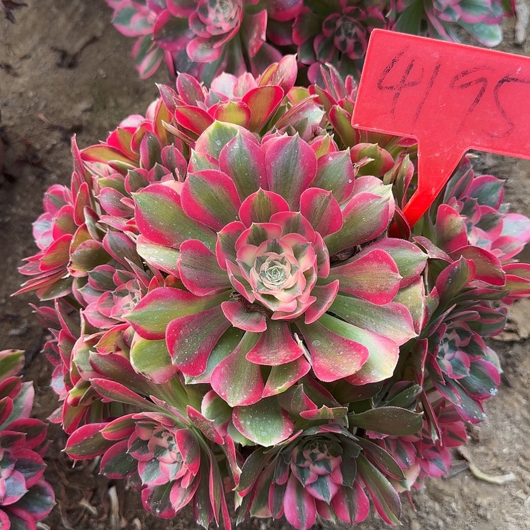 4195女郎多肉法师