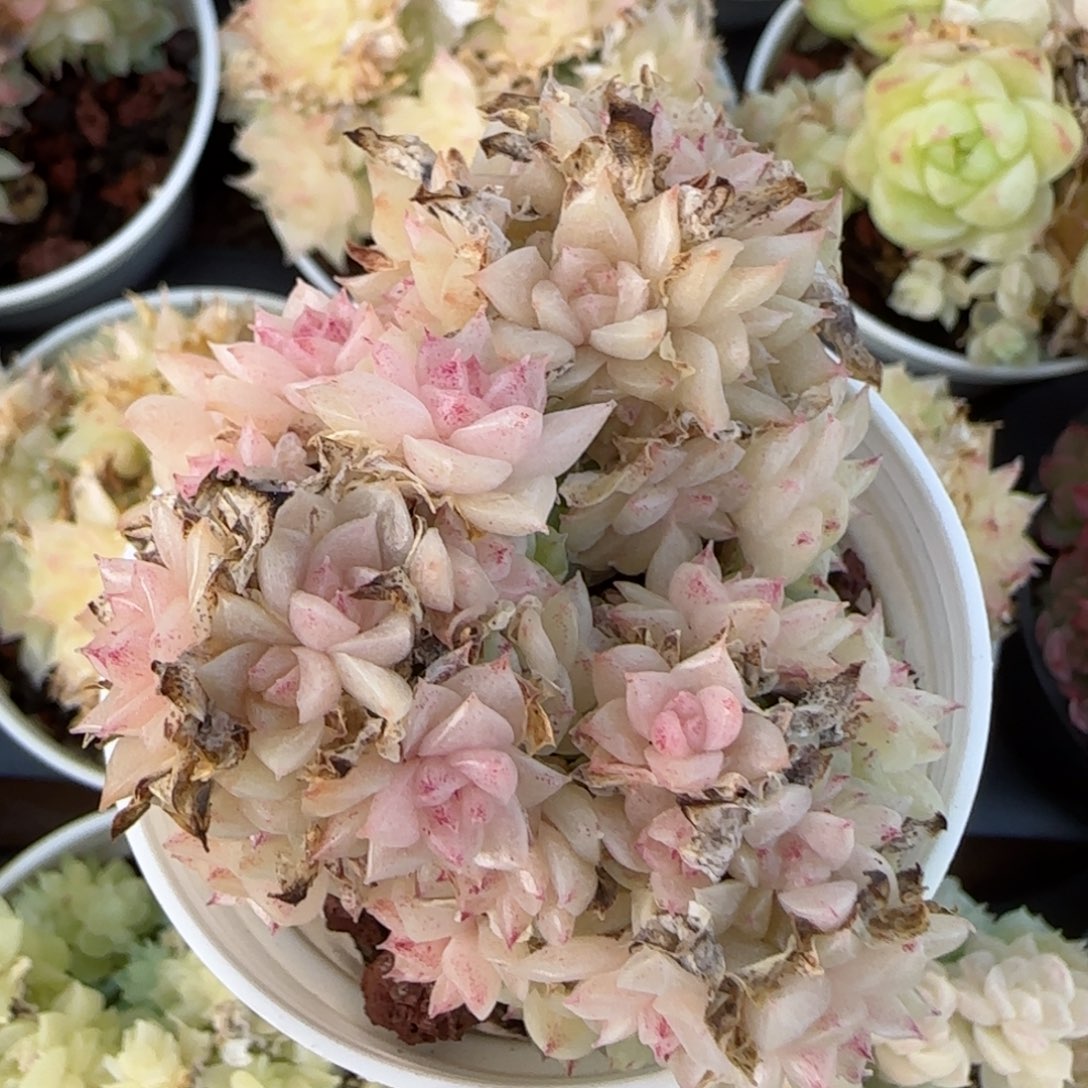 花语逸镜0215-532散