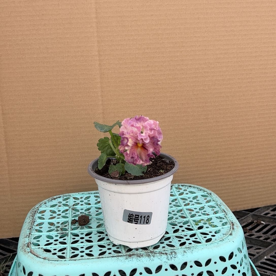 【闪购商品】完全开放118号苗小