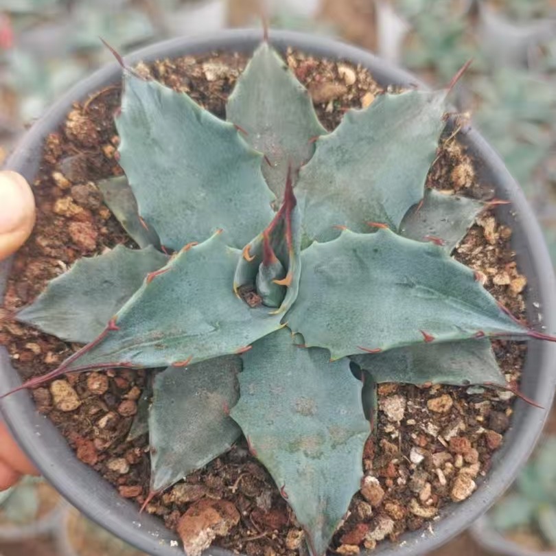 赫瓦蒂纳 龙舌兰种子播种实生小苗 Agave havardiana