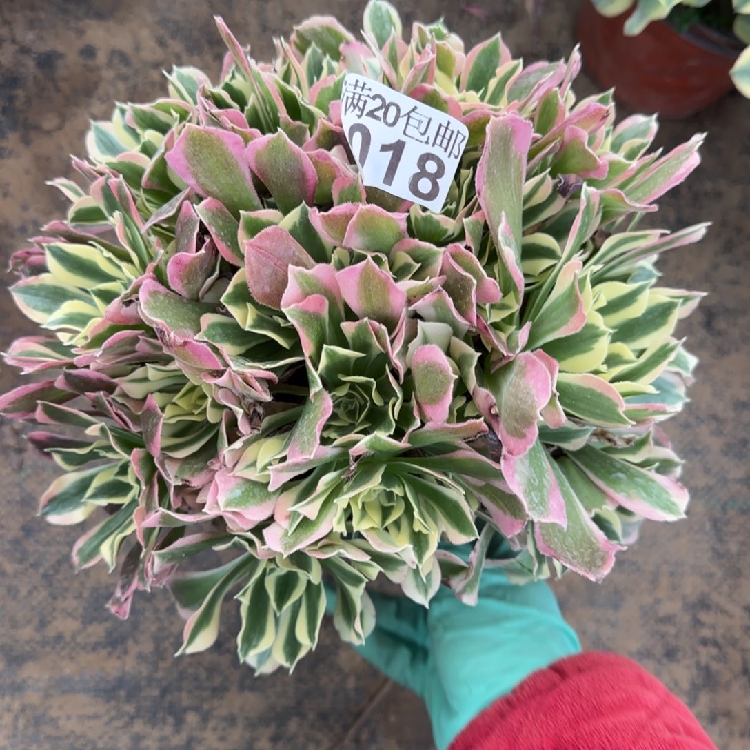 雨花石018满20包邮断枝不包