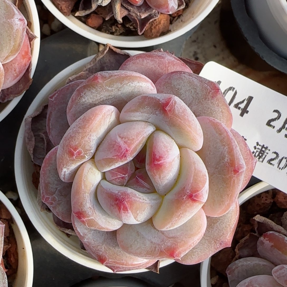 花语逸境0213-104