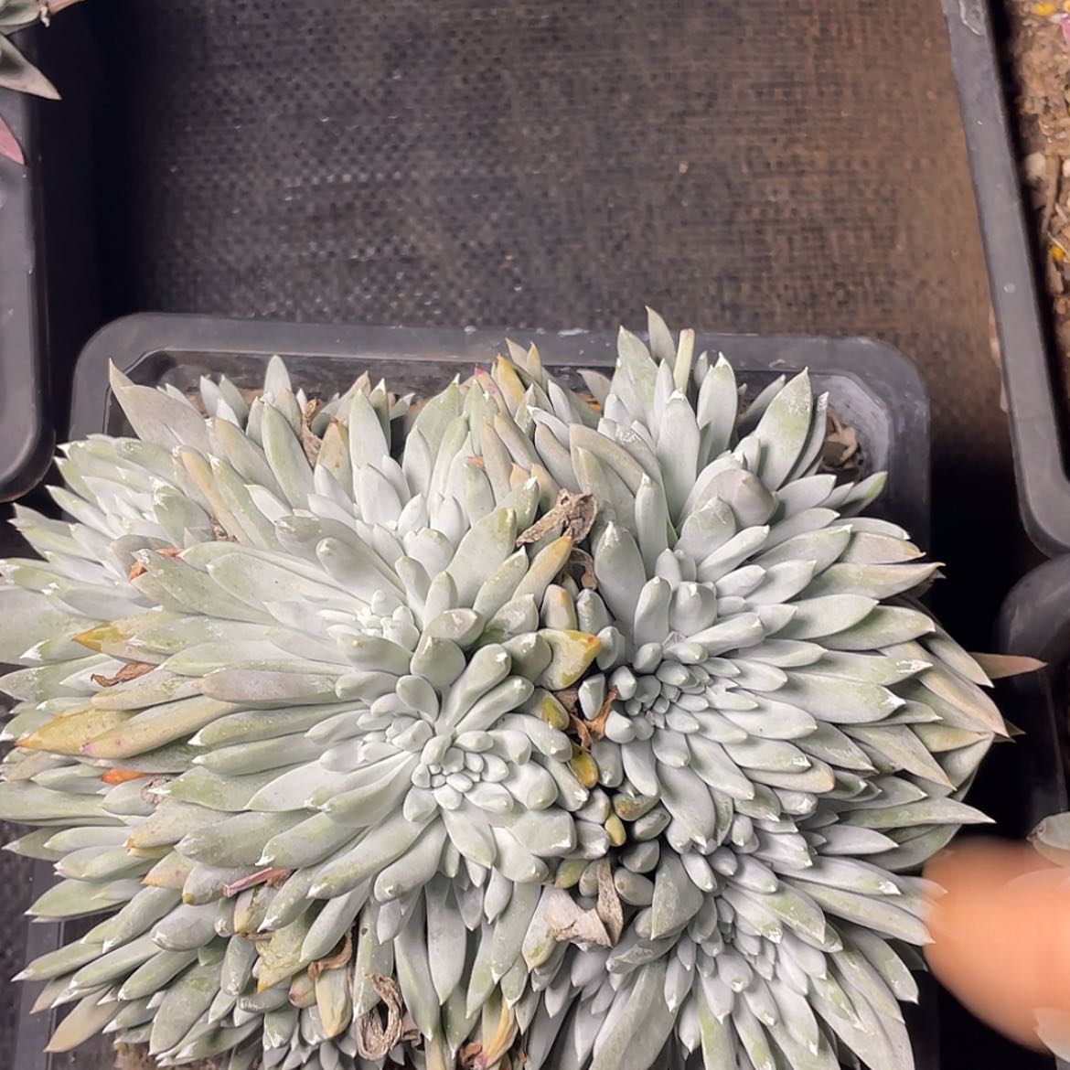 【闪购商品】60343