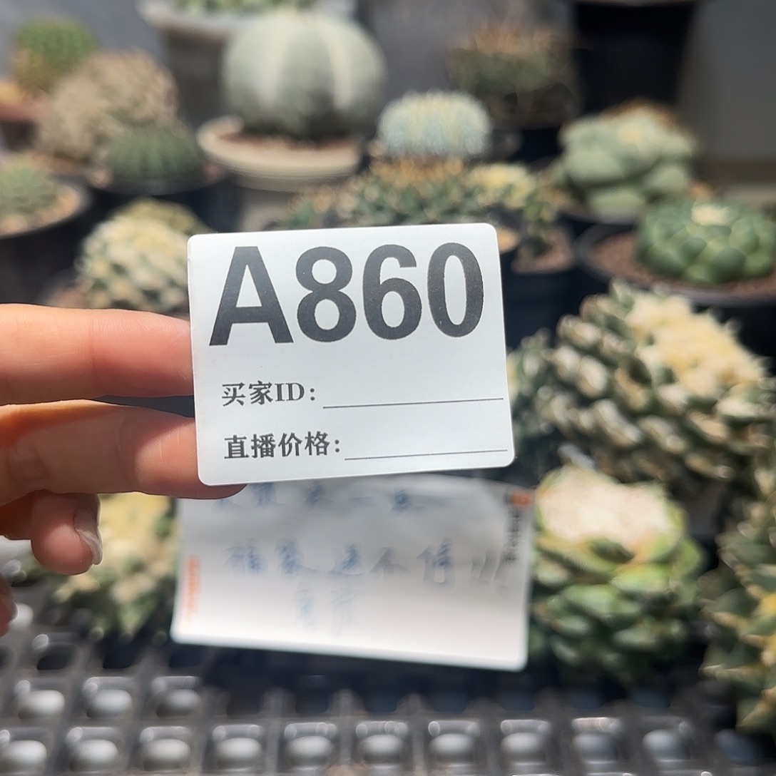 ****g实生仙人球特价一颗