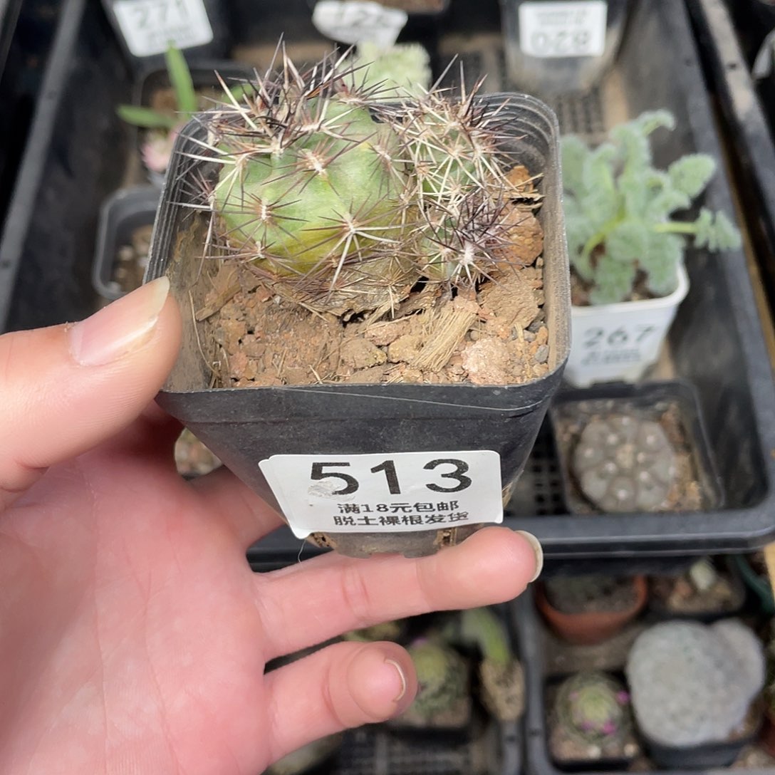 达氏青花虾（满18包邮）