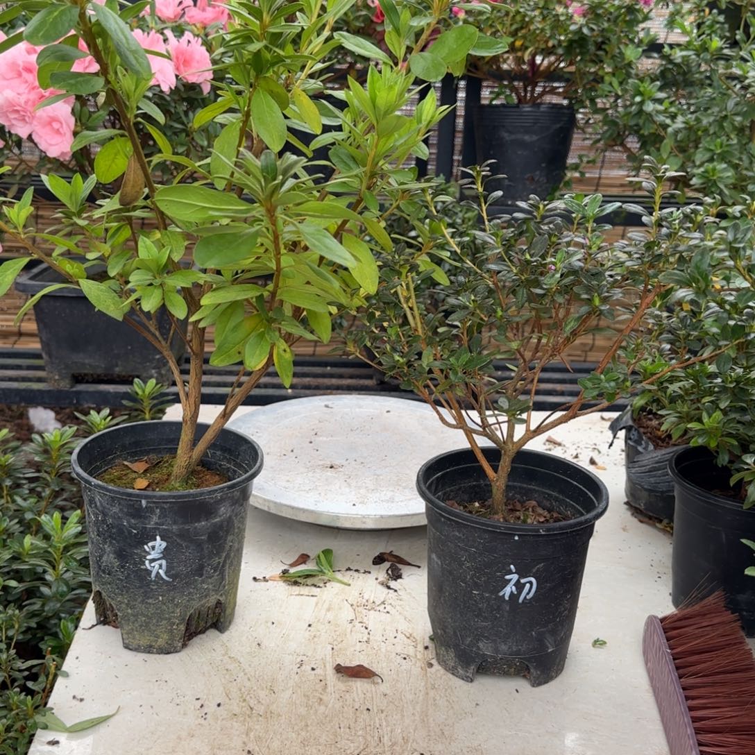 明***门完全开放初冠雪 贵夫人