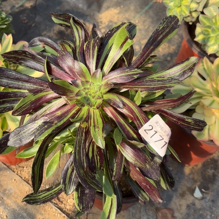 水墨丹青多肉法师2171