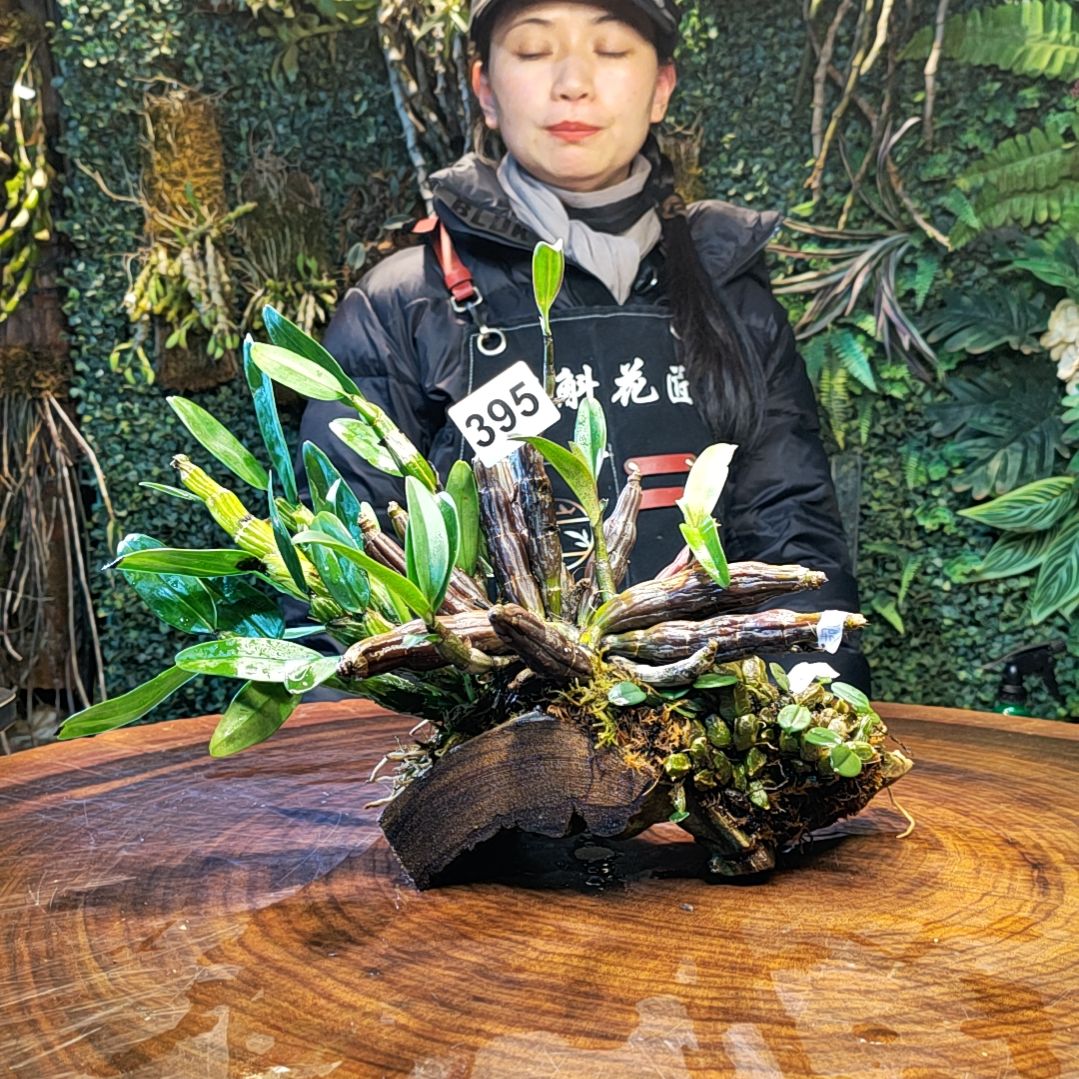 【闪购商品】395翅梗，金钗，小美花