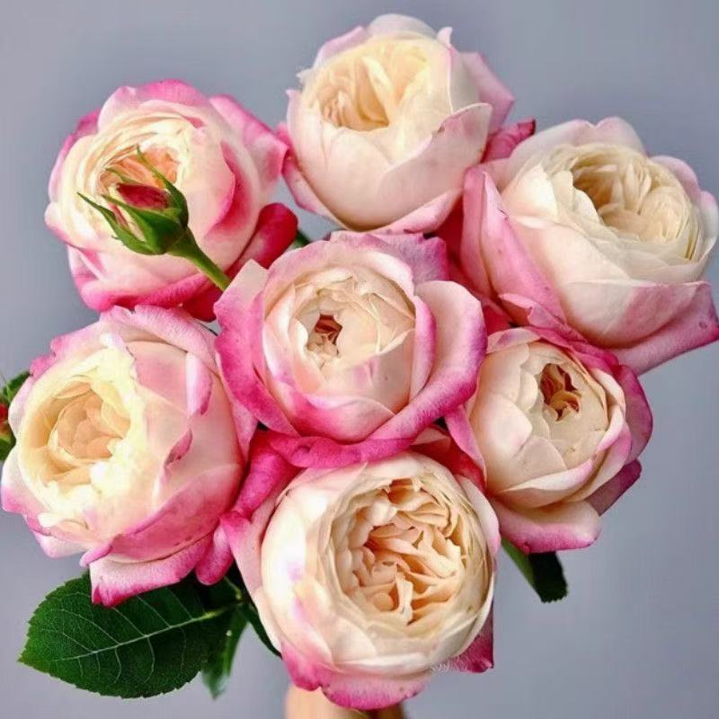 【和室】月季花苗浓香多季勤花卉灌木多变庭院植物阳台玫瑰花盆栽