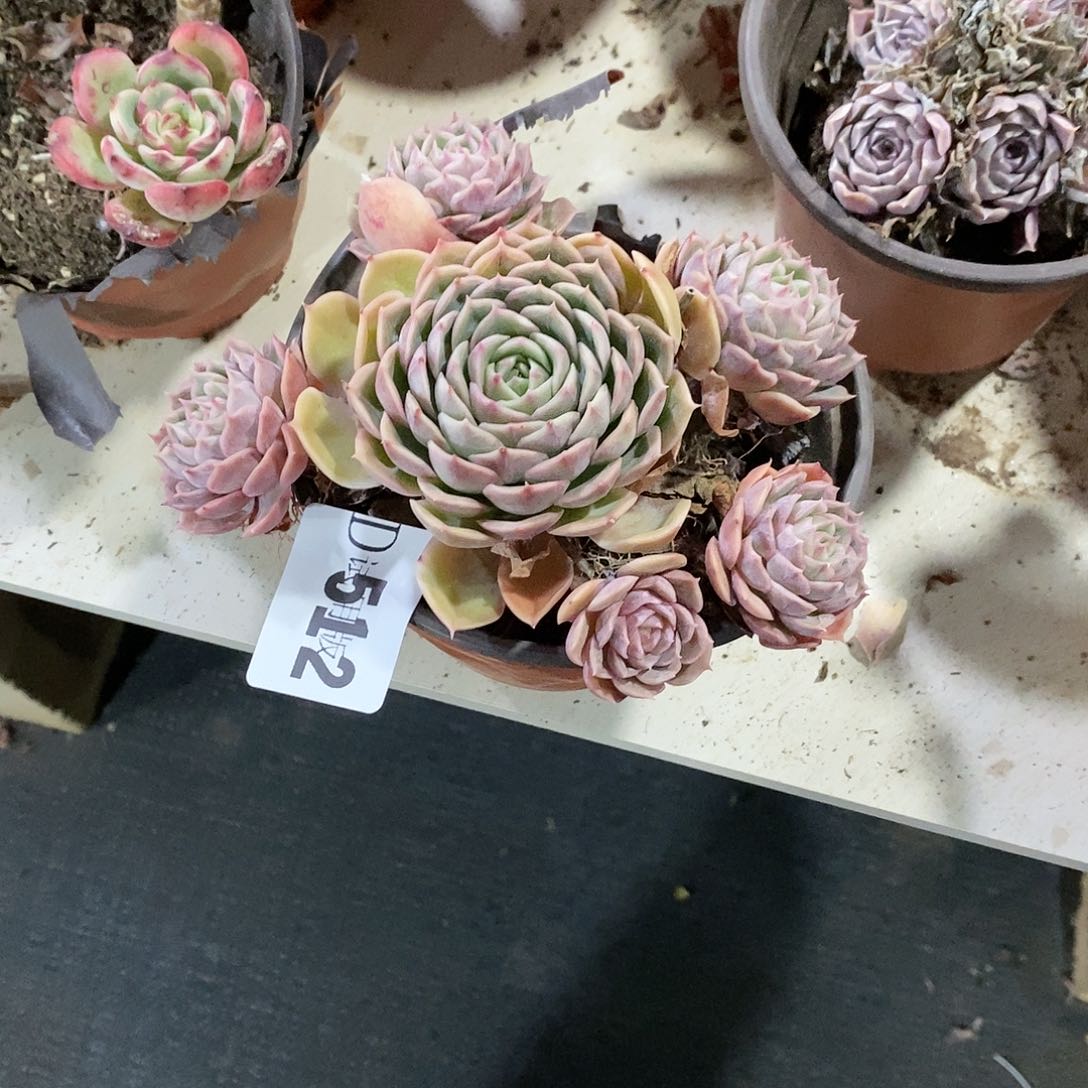 S****姥512昂斯诺多肉植物