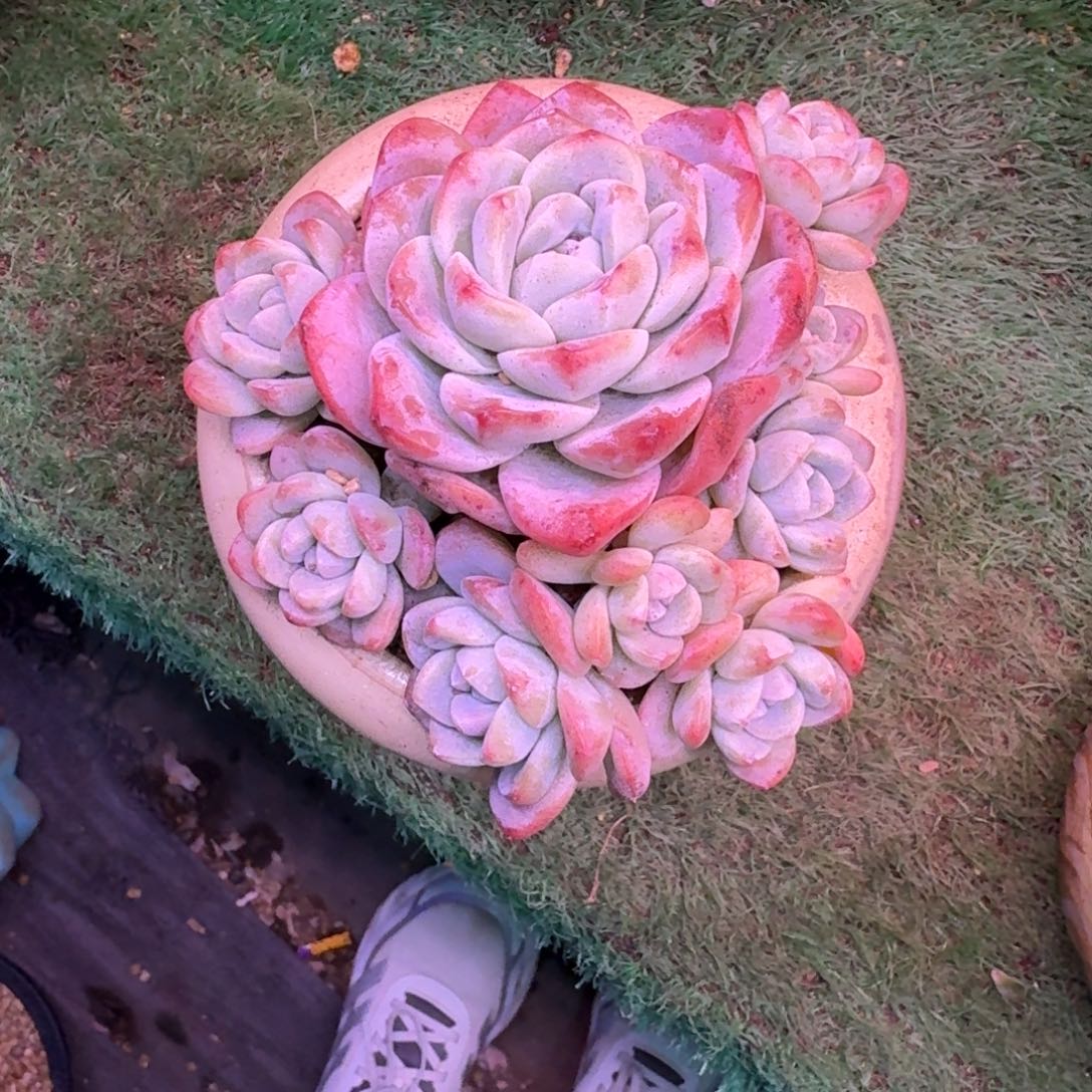 冰玉无砍12头老桩