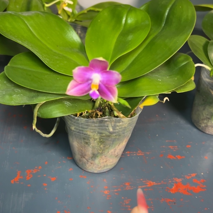 不开花植物柳林X品2.8