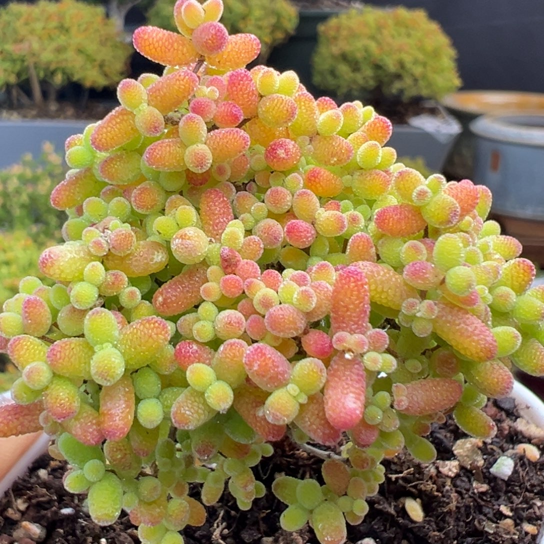 dy3711精控蜜橘糖球冠幅5cm